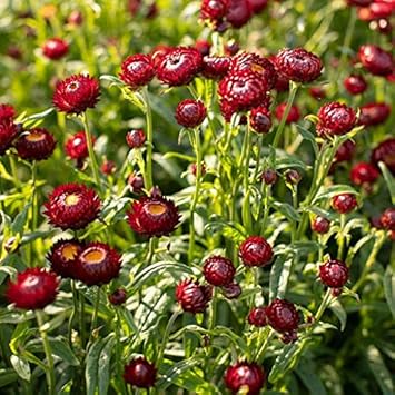 Flower Seeds, Seeds,Seeds For Planting,Plant Seeds