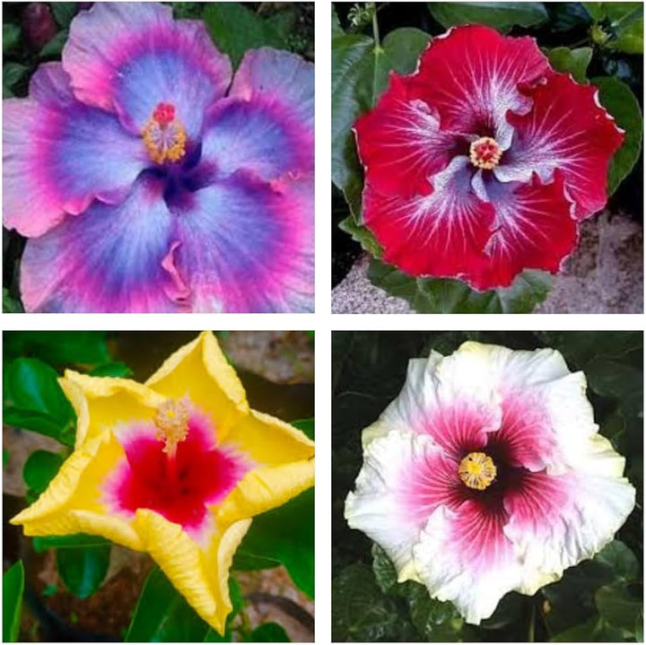 Hibiscus Mixed Flower Seeds for Planting – Heirloom Non-GMO, High Germination Organic Garden Seeds