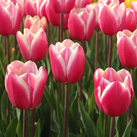 Flower Seeds, Seeds,Seeds For Planting,Plant Seeds