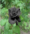 Black Rose Seeds for Planting – Easy to Grow, Heirloom, Non-GMO Organic Garden Seeds