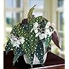 Begonia Flower Seeds for Planting – Cottage Garden Essential Heirloom Non-GMO Organic Garden Seeds