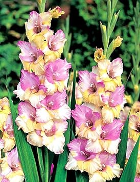 Flower Seeds, Seeds,Seeds For Planting,Plant Seeds