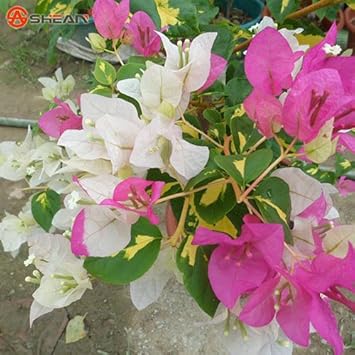 Flower Seeds, Seeds,Seeds For Planting,Plant Seeds