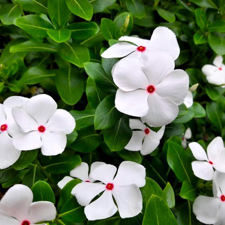 Periwinkle Vinca Flower Seeds for Planting - Heirloom, Non-GMO, Sun Loving Organic Garden Seeds