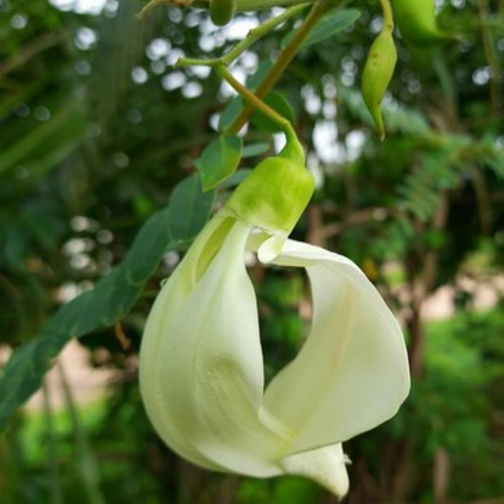 Heron Flower Seeds for Planting – Heirloom Non-GMO, High Germination Organic Garden Seeds, Long Bloom Season