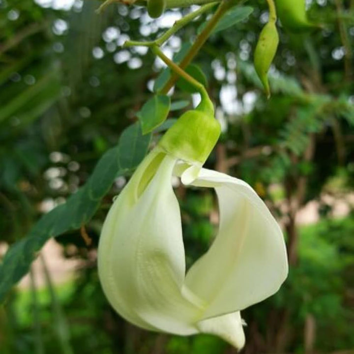 Heron Flower Seeds for Planting – Heirloom Non-GMO, High Germination Organic Garden Seeds, Long Bloom Season