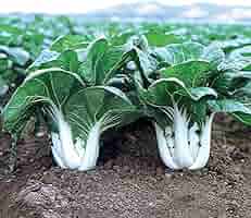 Pak Choi Vegetable Seeds for Planting – Heirloom & Non-GMO Garden Seeds