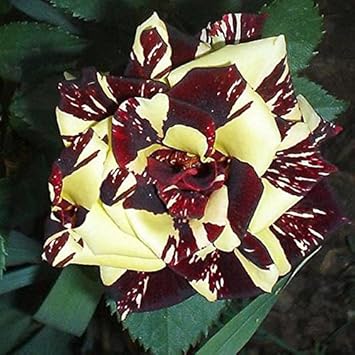 Flower Seeds, Seeds,Seeds For Planting,Plant Seeds