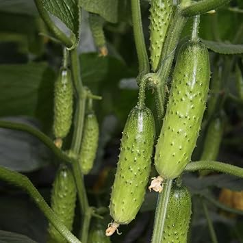 Vegetable Seeds,Garden seeds, Seeds For Planting,Plant Seeds