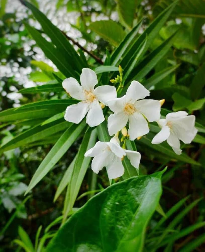 White Leucocoryne Flower Seeds for Planting – Heirloom Non-GMO Long Bloom Season Organic Garden Seeds