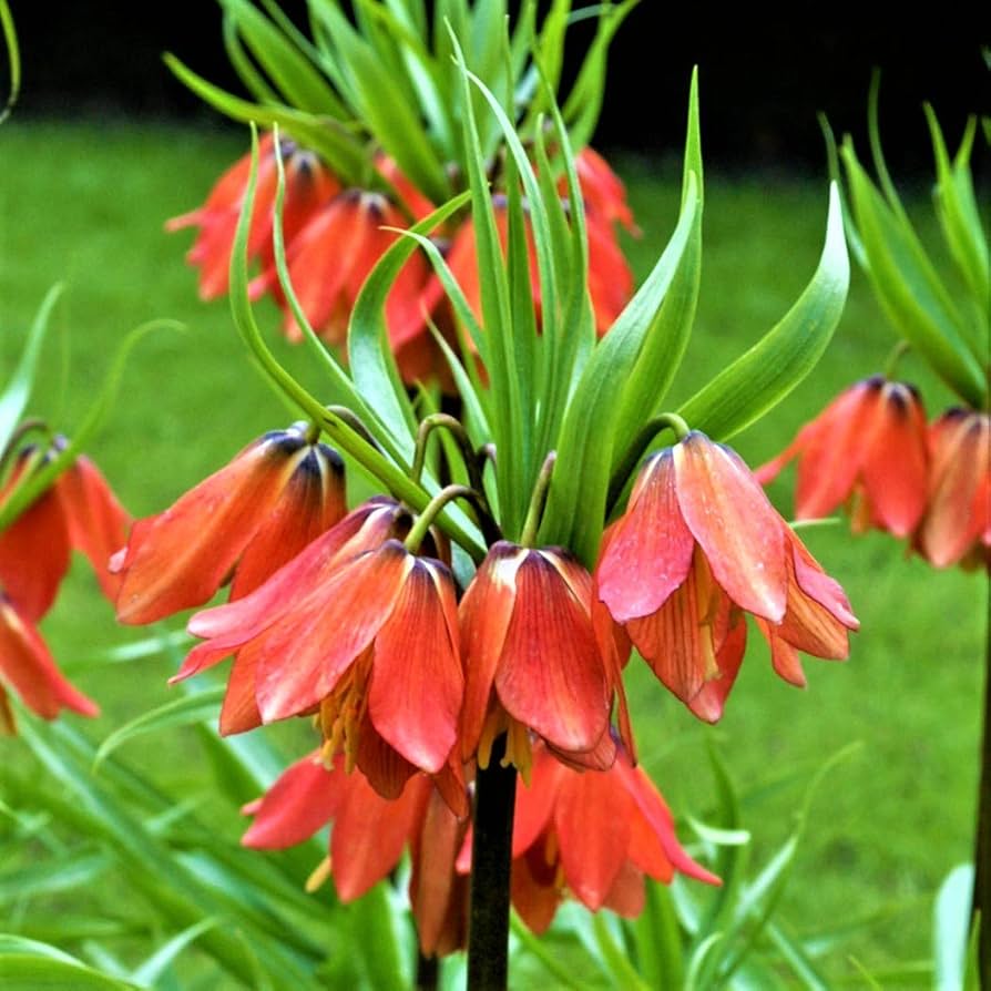 Red Imperial Wang Fritillaria Flower Seeds for Planting – Heirloom, Non-GMO, High Germination