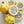 Yellow Dragon Fruit seeds for planting - Heirloom & Non-GMO garden seeds for tropical nutritious harvests