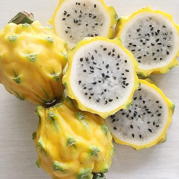 Yellow Dragon Fruit seeds for planting - Heirloom & Non-GMO garden seeds for tropical nutritious harvests