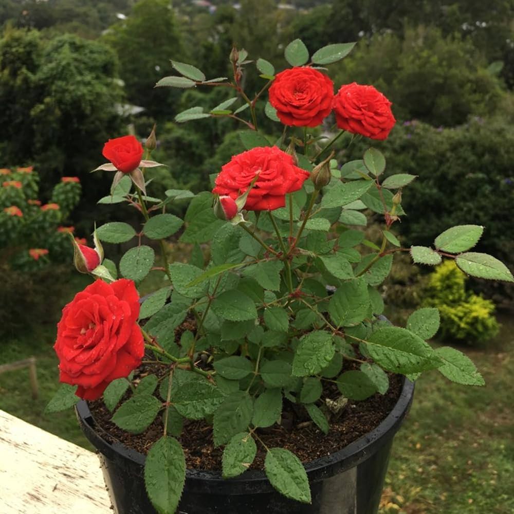Home Garden Rose Flower Seeds for Planting Mixed – Fragrant Blossoms, Heirloom & Non-GMO, High Germination Organic Garden Seeds