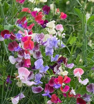 Flower Seeds, Seeds,Seeds For Planting,Plant Seeds