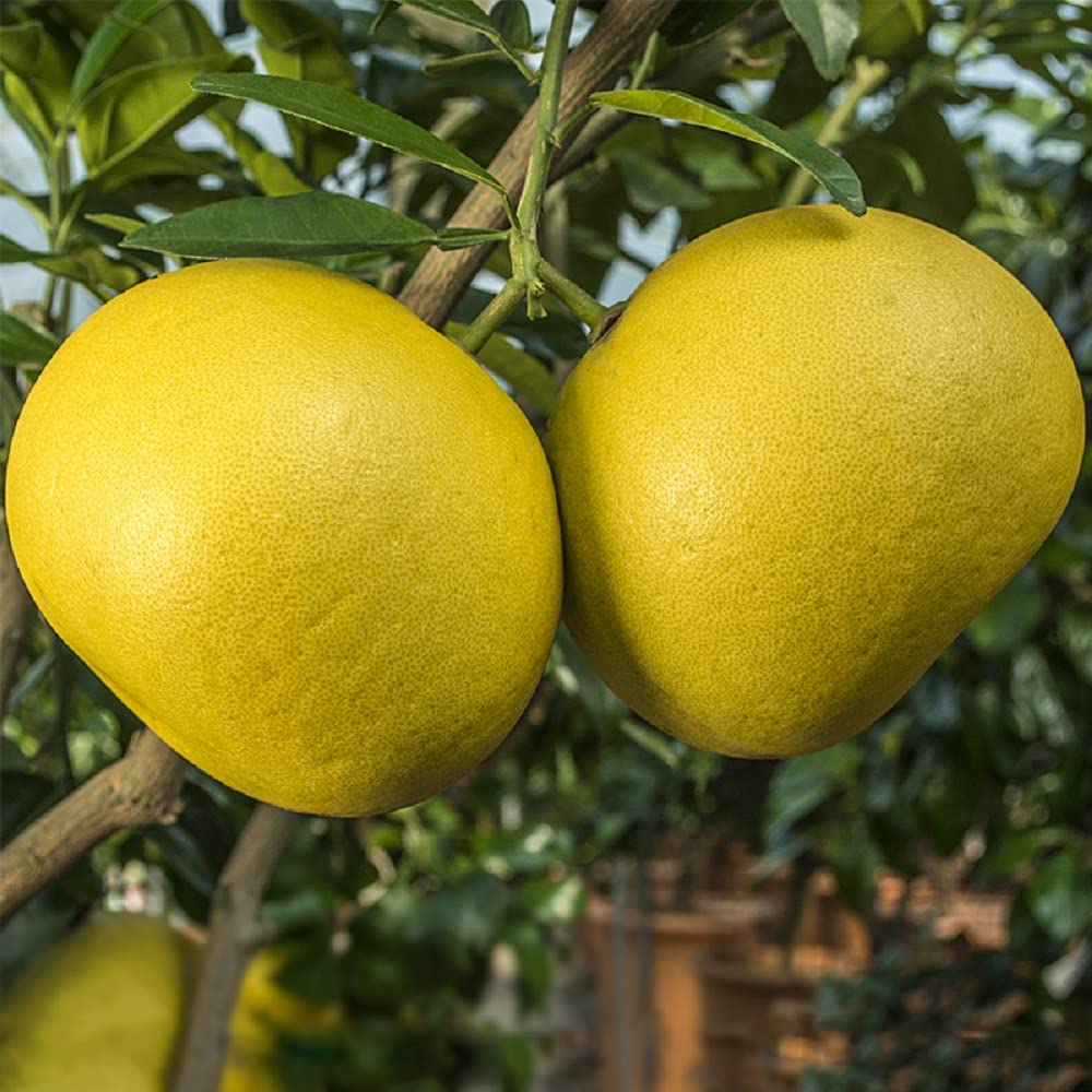 Citrus Maxima Pomelo Fruit Seeds for Planting – Heirloom, Non-GMO Tropical Orchard Garden Seeds