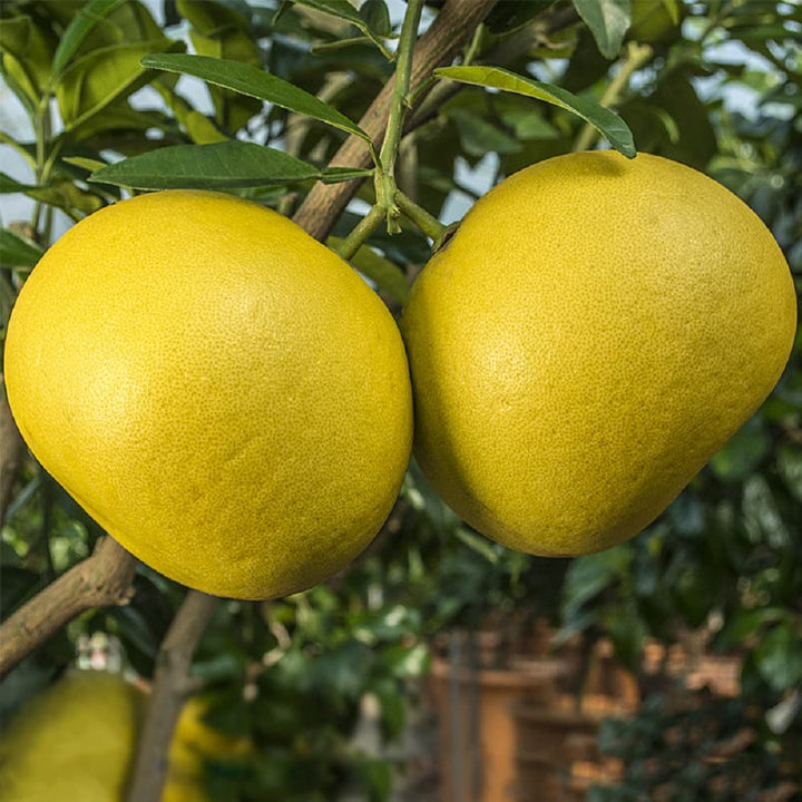 Citrus Maxima Pomelo Fruit Seeds for Planting – Heirloom, Non-GMO Tropical Orchard Garden Seeds