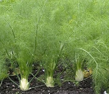 Vegetable Seeds,Garden seeds, Seeds For Planting,Plant Seeds