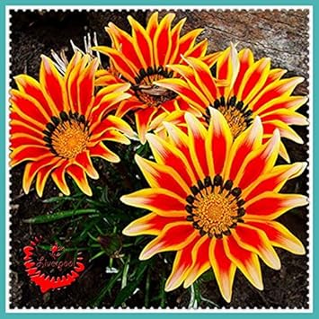 Flower Seeds, Seeds,Seeds For Planting,Plant Seeds