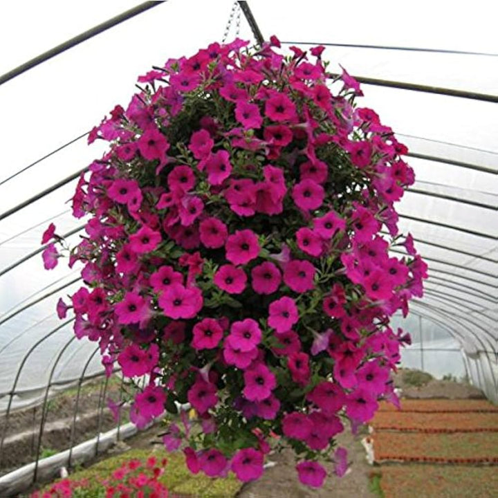 Pink Hanging Petunia Flower Seeds for Planting – Heirloom, Non-GMO, High Germination Organic Garden Seeds, Easy to Grow Bright Blooms