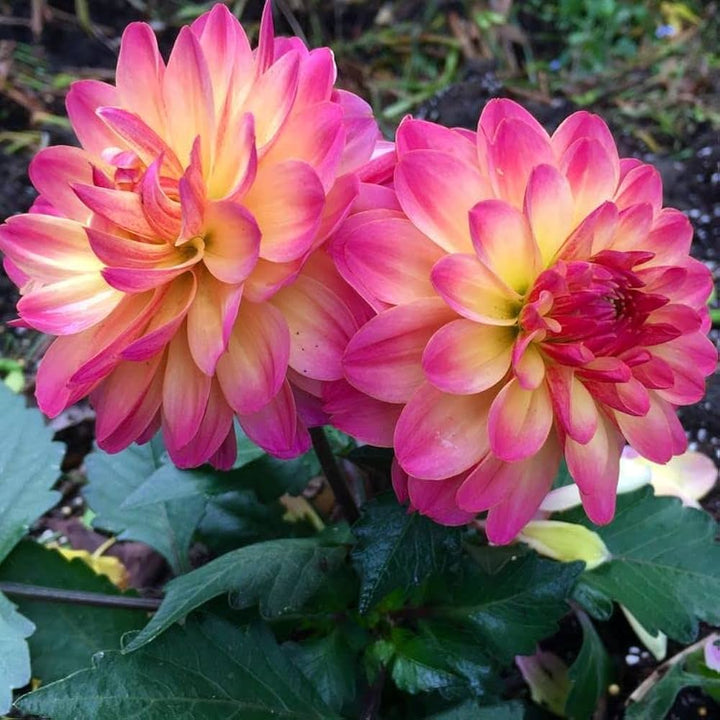 Dahlia Flower Seeds for Planting Pink & Yellow – Compact Growth, Heirloom, Non-GMO, High Germination Organic Garden Seeds