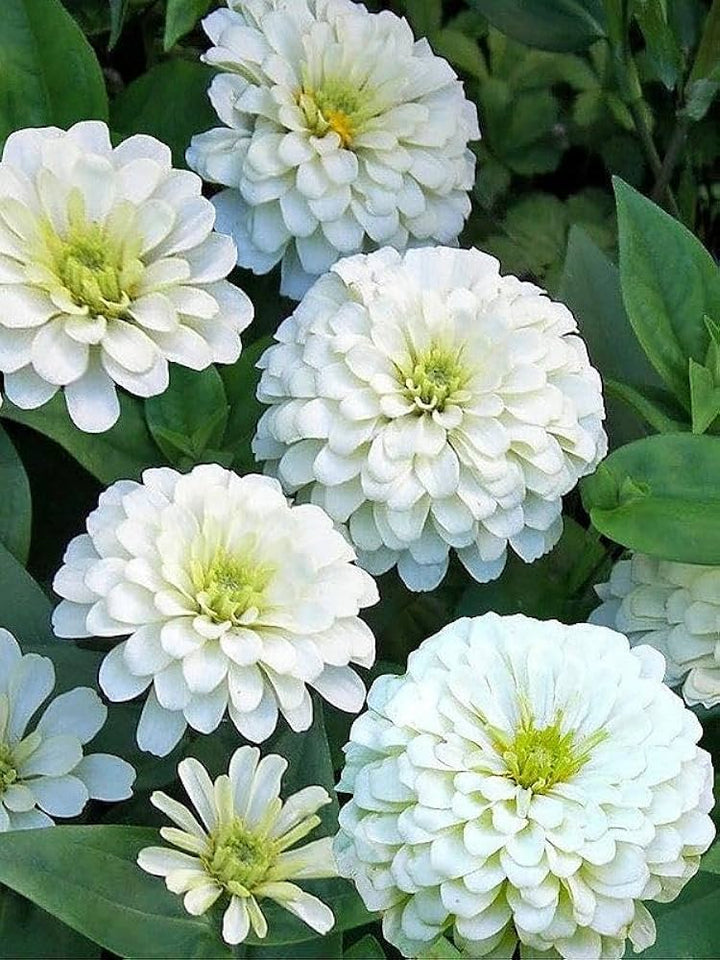 White Green Zinnia Flower Seeds for Planting – Wildflower Mix, Heirloom, Non-GMO for Home Garden