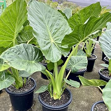Flower Seeds, Seeds,Seeds For Planting,Plant Seeds