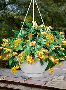 Flower Seeds, Seeds,Seeds For Planting,Plant Seeds