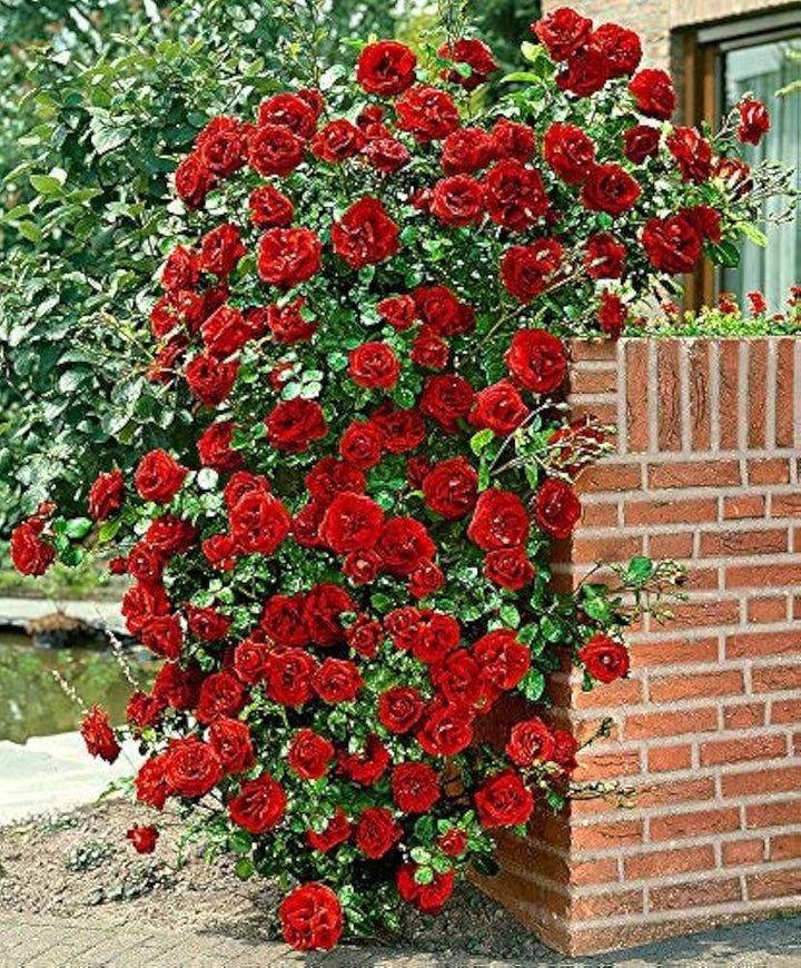 Rose Red Climbing Rose Flower Seeds for Planting – Heirloom, Non-GMO, High Germination Organic Garden Seeds