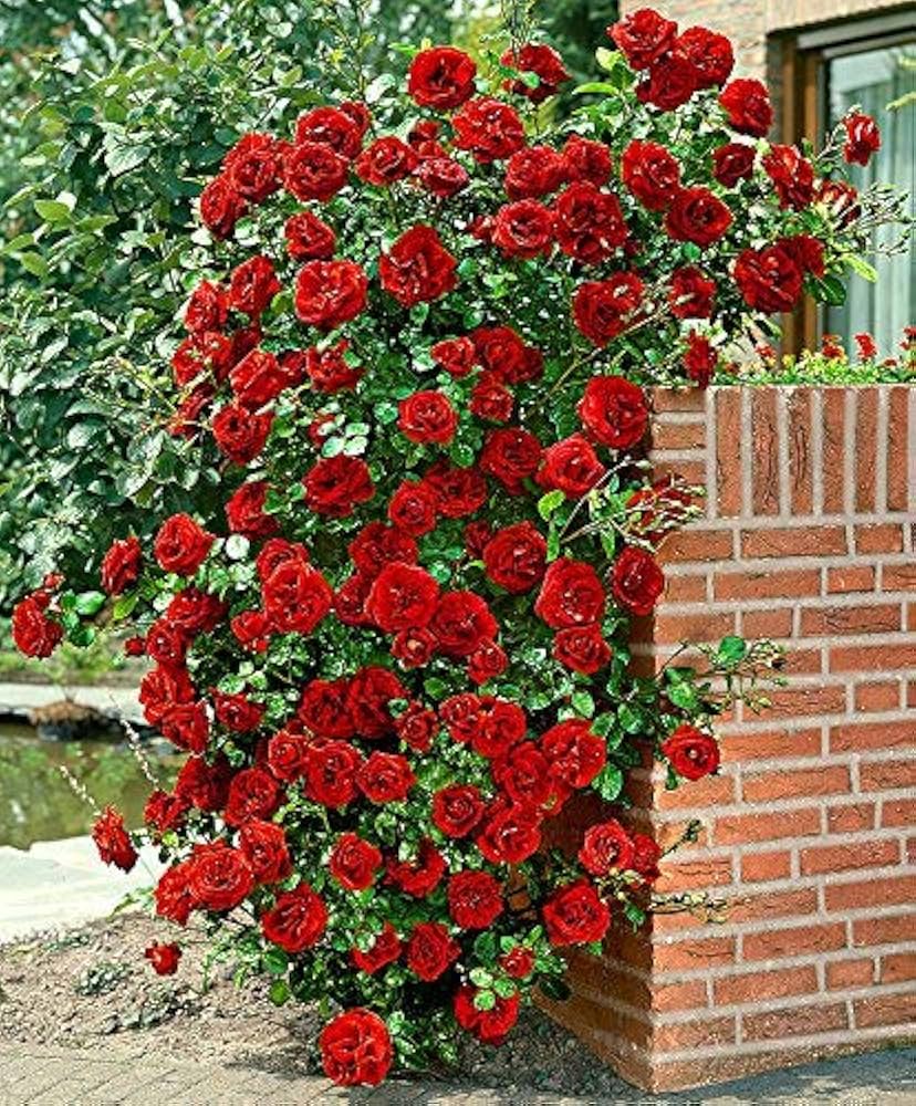 Red Climbing Rose Flower Seeds for Planting – Fragrant Blossoms, Heirloom, Non-GMO, High Germination Organic Garden Seeds