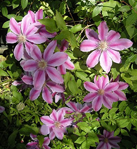 Baby Pink Clematis Flower Seeds for Planting – Heirloom, Non-GMO, High Germination