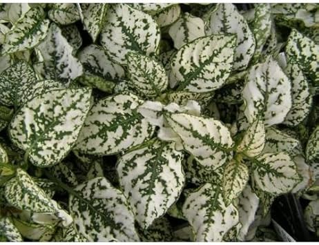 White Green Hypoestes Polka Plant Seeds for Planting – Easy-to-Grow Indoor & Outdoor Ornamental Foliage