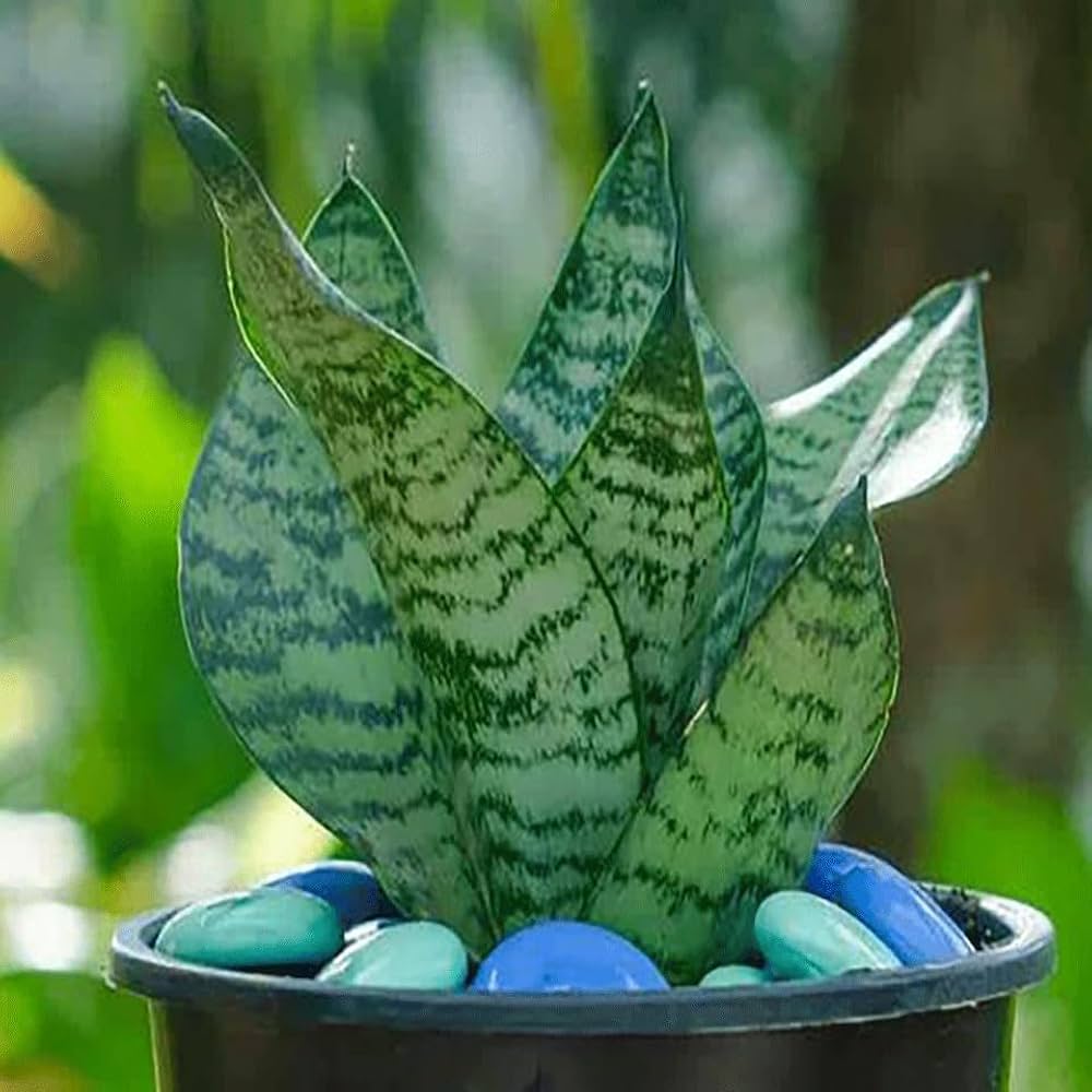 Green Snake Sansevieria Seeds for Planting – Heirloom, Non-GMO, High Germination Organic Garden Seeds