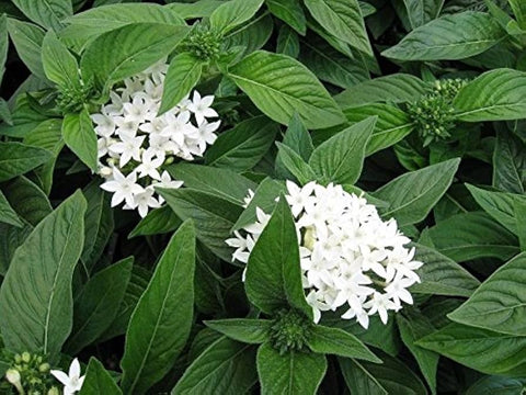 Flower Seeds, Seeds,Seeds For Planting,Plant Seeds