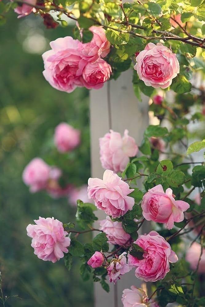 Double Petal Rose Seeds for Planting Soft Pink – Garden Favorite, Heirloom, Non-GMO, High Germination Organic Garden Seeds