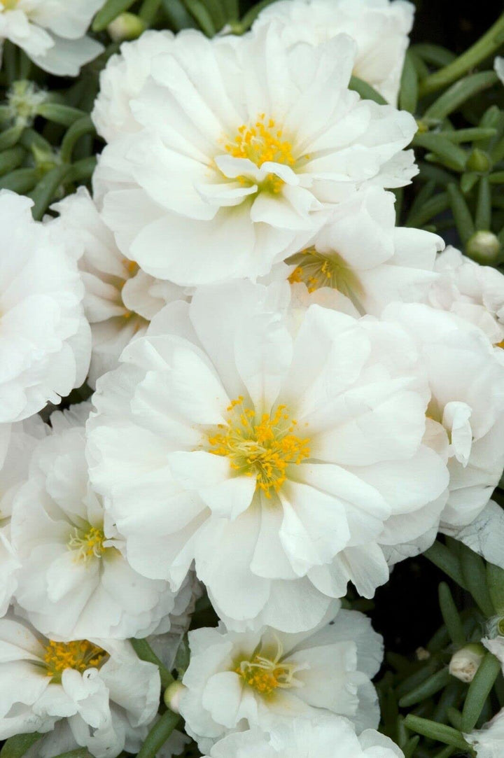 White Portulaca Flower Seeds for Planting – Heirloom, Non-GMO, Organic Garden Seeds, High Germination