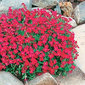 Flower Seeds, Seeds,Seeds For Planting,Plant Seeds