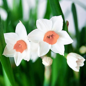 Flower Seeds, Seeds,Seeds For Planting,Plant Seeds