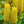 Flower Seeds, Seeds,Seeds For Planting,Plant Seeds