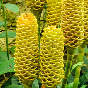 Flower Seeds, Seeds,Seeds For Planting,Plant Seeds
