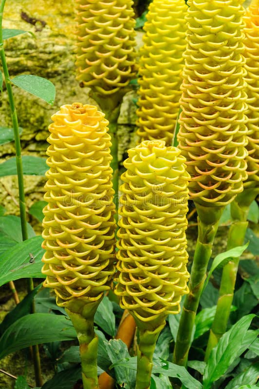 Flower Seeds, Seeds,Seeds For Planting,Plant Seeds