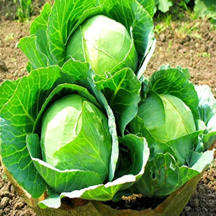 Green Brassica flower seeds for planting - Heirloom & Non-GMO Garden Seeds