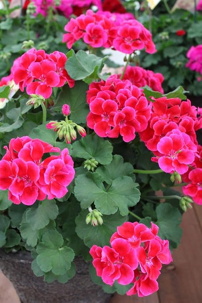 Pink Geranium Flower Seeds for Planting – Long Bloom Season, Heirloom, Non-GMO, High Germination Organic Garden Seeds