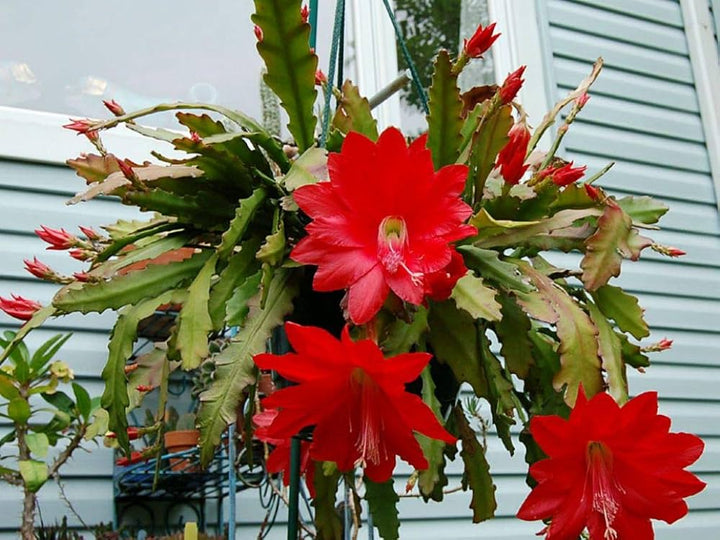 Red Epiphyllum Flower Seeds for Planting – Shade Tolerant, Heirloom &amp; Non-GMO Home Garden Seeds