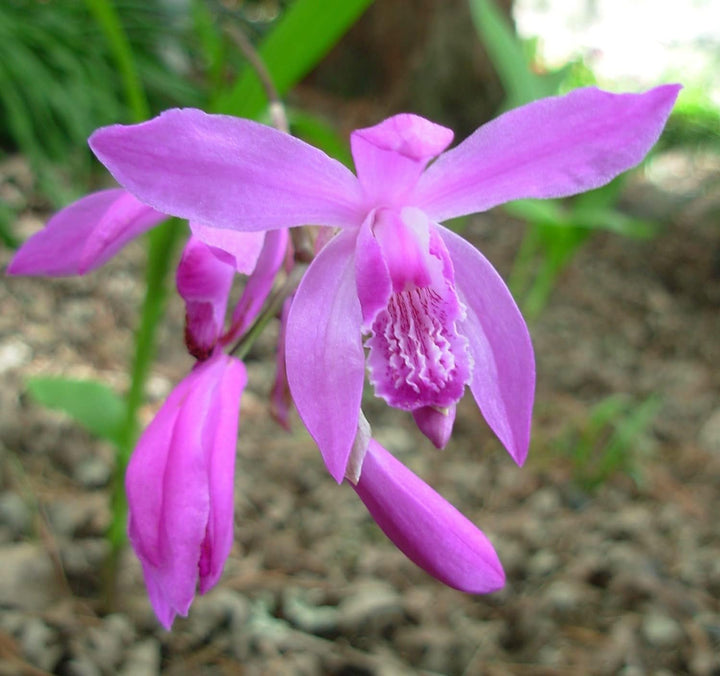 Flower Seeds, Seeds,Seeds For Planting,Plant Seeds