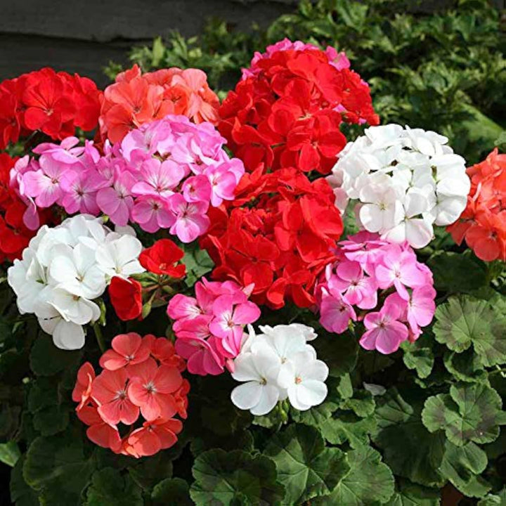 Multi Geranium Flower Seeds for Planting – Heirloom, Non-GMO, Long Bloom, High Germination