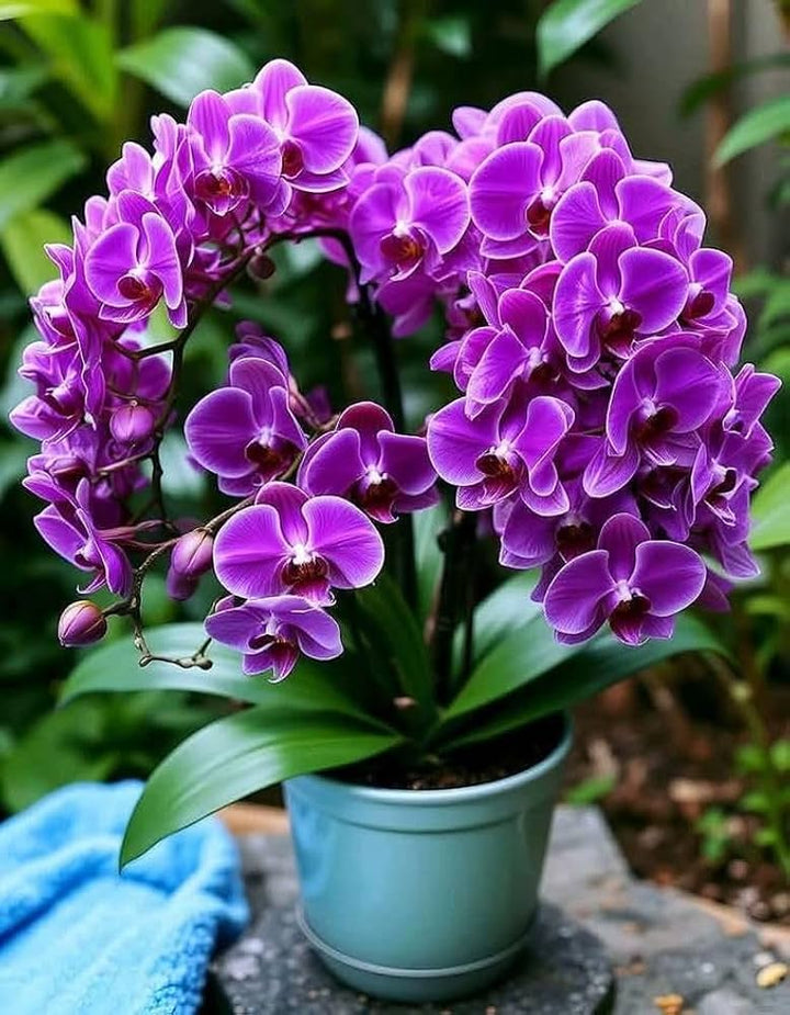 Violet Phalaenopsis Orchid Flower Seeds for Planting – Heirloom Non-GMO, High Germination Organic Garden Seeds