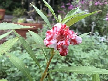 Flower Seeds, Seeds,Seeds For Planting,Plant Seeds