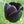 Black Tulip Flower seeds for Planting - Easy to Grow, Heirloom & GMO Free Seeds for Home Garden, 100pcs