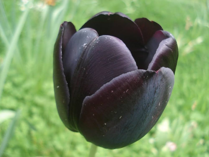Black Tulip Flower seeds for Planting - Easy to Grow, Heirloom & GMO Free Seeds for Home Garden, 100pcs